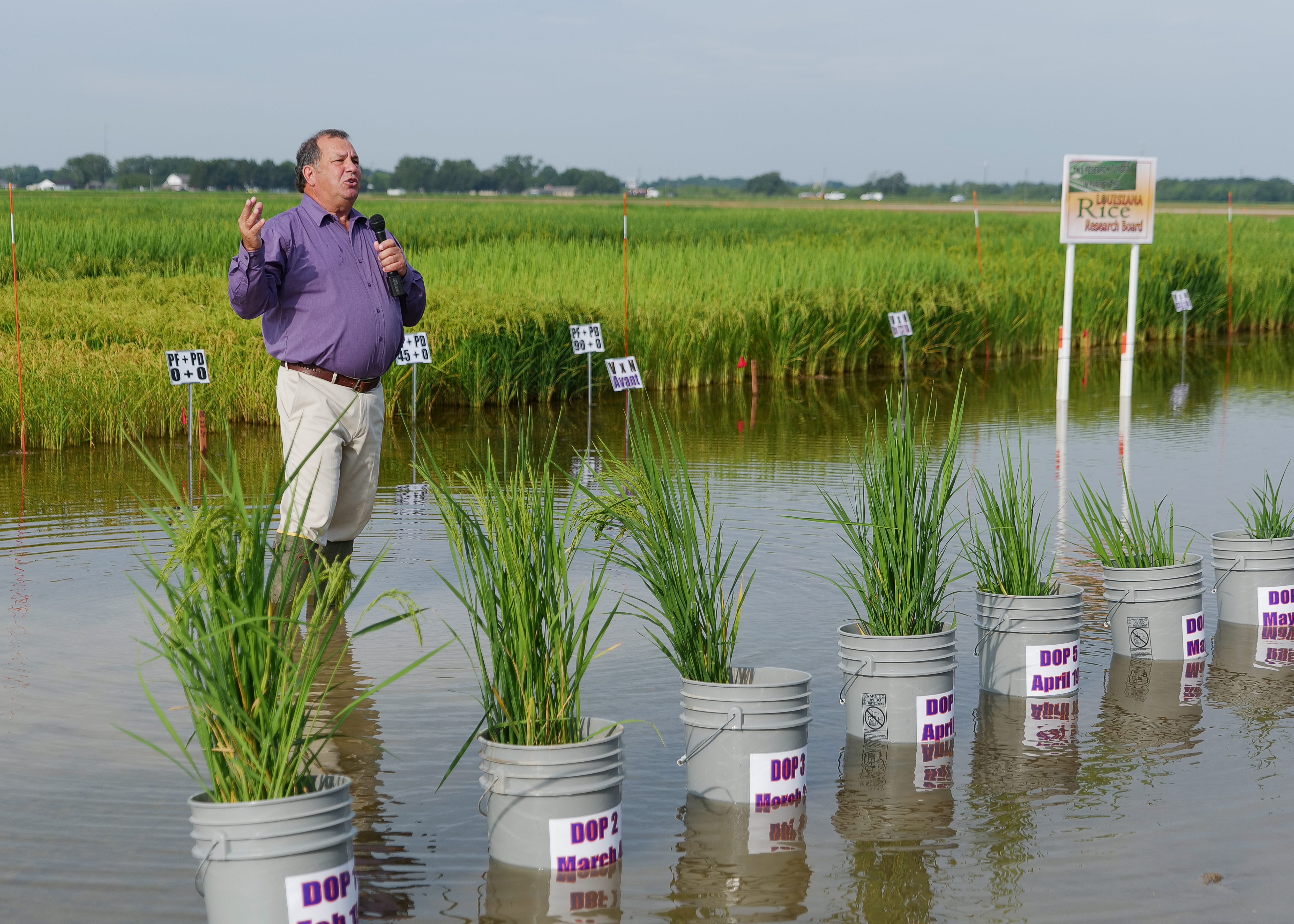  New varieties, new faculty highlight 113th LSU AgCenter Rice Field Day
